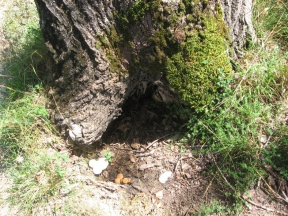 Fungo da determinare!!!